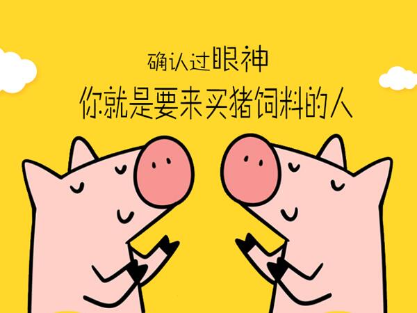 莒县饲料酶制剂用于猪饲料的使用当中！